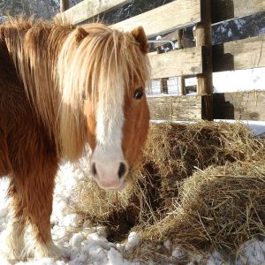 10856463_683894685064261_8551613324480089495_o