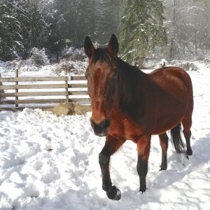 10869765_683894601730936_3087773709608424122_o