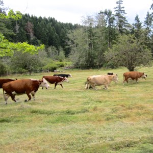 They could hardly wait to get into the field. Amazing how much new growth there was hiding under the hay.