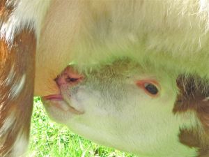 Primrose with Willow 20130603