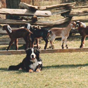 Conrad with some of his charges.