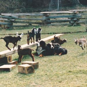 More babysitting ~ I love the way that Kyrby used to lie with Conrad.  She looks so bored, while he is watching.